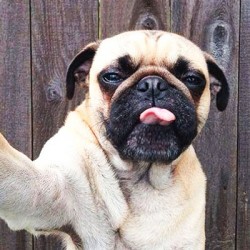 Why Does My Dog Lick The Air?